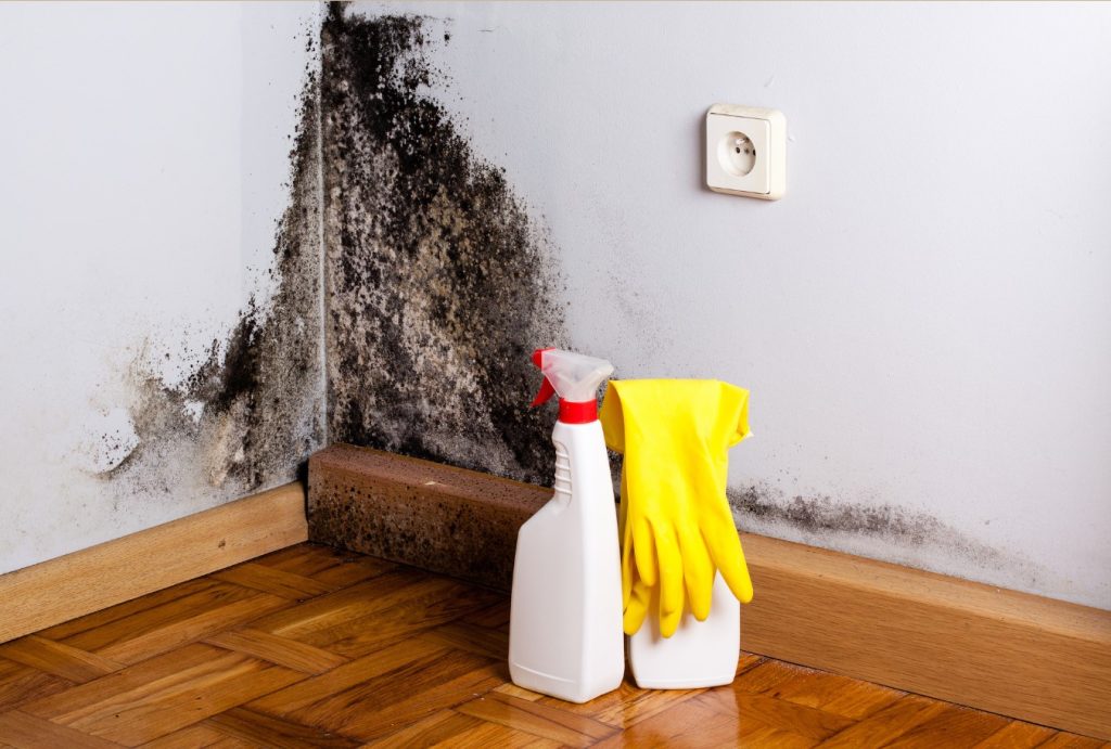 Mold removal