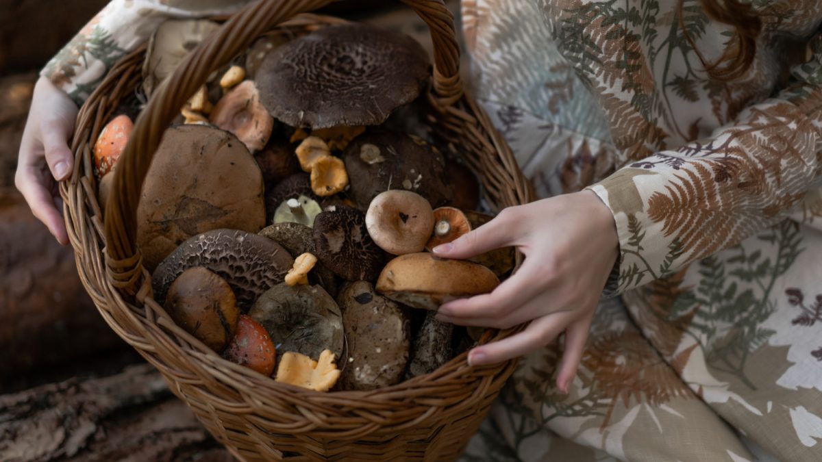 A Comprehensive Guide to Buying Shrooms Online in Canada