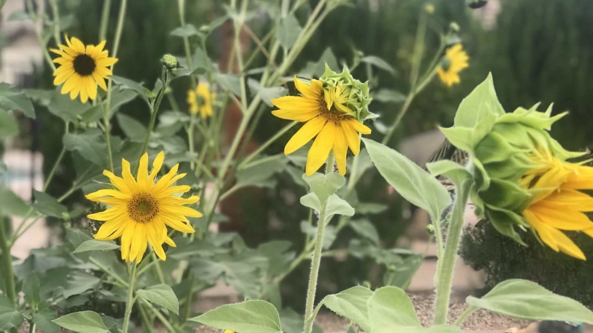 Harvesting Sunflower Seeds: A Guide for Gardeners